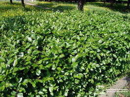 Кизильник блестящий (Cotoneaster lucidus)