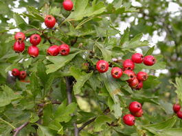 Боярышник однопестичный (Crataegus monogyna)
