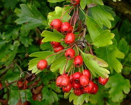 Боярышник кроваво-красный (Crataegus sanguinea)