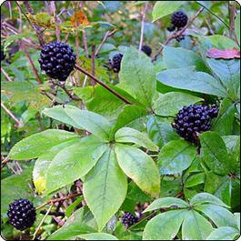 Элеутерококк колючий (Eleutherococcus senticosus)