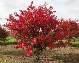 Бересклет крылатый (Euonymus alatus)