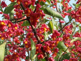 Бересклет европейский (Euonymus europaeus)