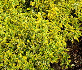 Бересклет Форчуна «Эмеральд Голд» (Euonymus fortunei «Emerald 'n' Gold»)