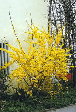 Форзиция европейская (Forsythia europaea)
