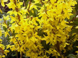Форзиция средняя (Forsythia intermedia)