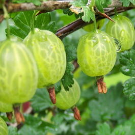 Крыжовник «Коралл» (Grossularia reclinata «Korall»)