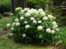 Гортензия древовидная (Hydrangea arborescens)