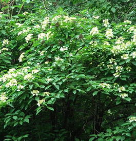 Гортензия Бретшнейдера (Hydrangea bretschneiderii)