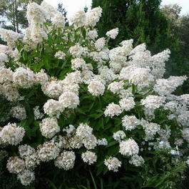 Гортензия метельчатая «Грандифлора» (Hydrangea paniculata «Grandiflora»)