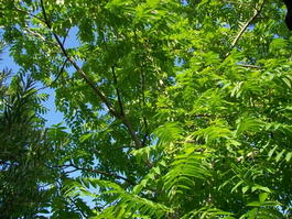 Орех маньчжурский (Juglans mandshurica)