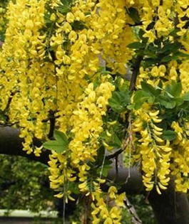 Бобовник анагиролистный или «Золотой дождь» (Laburnum anagyroides)