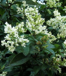 Бирючина обыкновенная (Ligustrum ovalifolium)