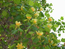 Лириодедрон тюльпановый (Liriodendron tulipifera)