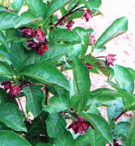 Жимолость покрывальная (Lonicera involucrata)