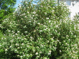 Жимолость татарская (Lonicera tatarica)