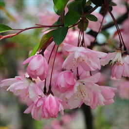 Яблоня декоративная «Макамик» (Malus hybride «Makamik»)