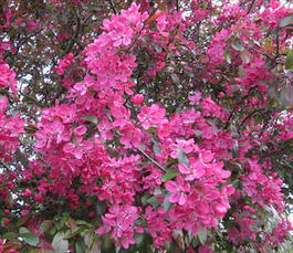 Яблоня декоративная «Роялти» (Malus hybride «Royalty»)