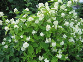 Чубушник венечный (Philadelphus coronarius)
