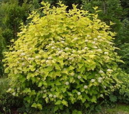 Пузыреплодник калинолистный Luteus (Physocarpus opulifolius Luteus)