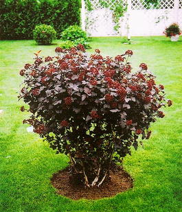 Пузыреплодник калинолистный с.Диаболо (Physocarpus opulifolius s.Diabolo)