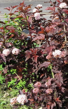 Пузыреплодник калинолистный «Ред Барон» (Physocarpus opulifolius «Red Baron»)