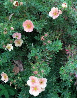 Лапчатка кустарниковая «Daydawn» (Potentilla fruticosa «Daydawn»)