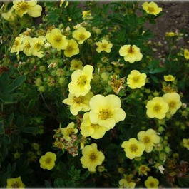 Лапчатка кустарниковая Кобольд (Potentilla fruticosa Kobold)