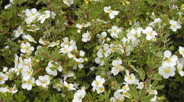 Лапчатка кустарниковая «Абботсвуд» (Potentilla fruticosa «Abbotswood»)