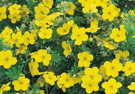 Лапчатка кустарниковая «Goldfinger» (Potentilla fruticosa «Goldfinger»)