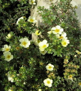 Лапчатка кустарниковая «Tilford Cream» (Potentilla fruticosa «Tilford Cream»)