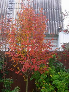 Груша уссурийская (Pyrus ussuriensis)