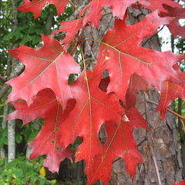 Дуб красный (Quercus rubra)