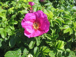Роза морщинистая (Rosa rugosa)