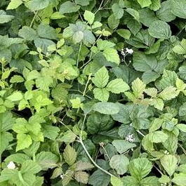 Ежевика сизая  (Rubus caesius)