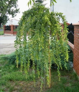 Ива козья «Пендула» (Salix caprea «Pendula»)