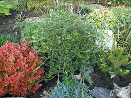Ива ползучая (Salix repens)