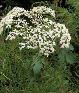 Бузина черная «Рассеченная» (Sambucus nigra «Laciniata»)