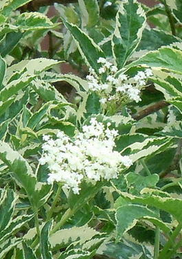 Бузина черная Вариегата (Sambucus nigra Variegata)