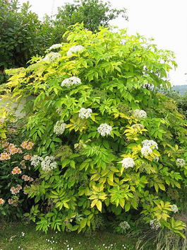 Бузина черная «Ауреа» (Sambucus nigra f.aurea)