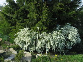 Спирея серая «Грефшейм» (Spiraea cinerea «Grefsheim»)