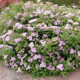 Спирея японская «Литтл Принцесс» (Spiraea japonica «Little Princess»)