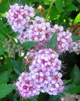 Спирея японская «Альпина» (Spiraea japonica «Alpina»)