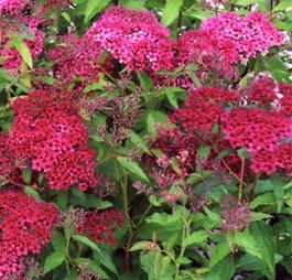 Спирея японская «Арнольд» (Spiraea japonica «Arnold»)