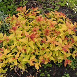 Спирея японская «Голд Флейм» (Spiraea japonica «Gold Flame»)