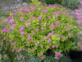 Спирея японская «Голден Принцесс» (Spiraea japonica «Golden Princess»)