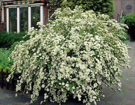 Спирея японская (Spiraea nipponica)