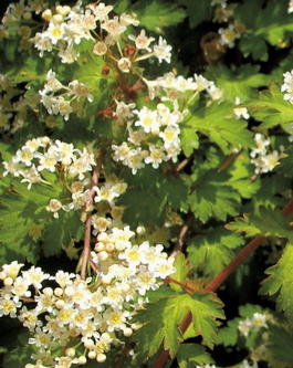 Стефанандра надрезаннолистная Crispa (Stephanandra incise Crispa)
