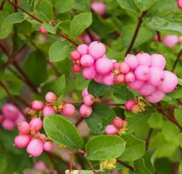 Снежноягодник Доренбоза «Mother of Pearl» (Symphoricarpos doorenbosii «Mother of Pearl»)