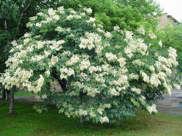 Сирень амурская (Syringa amurensis)