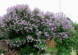 Сирень венгерская (Syringa josikaea)